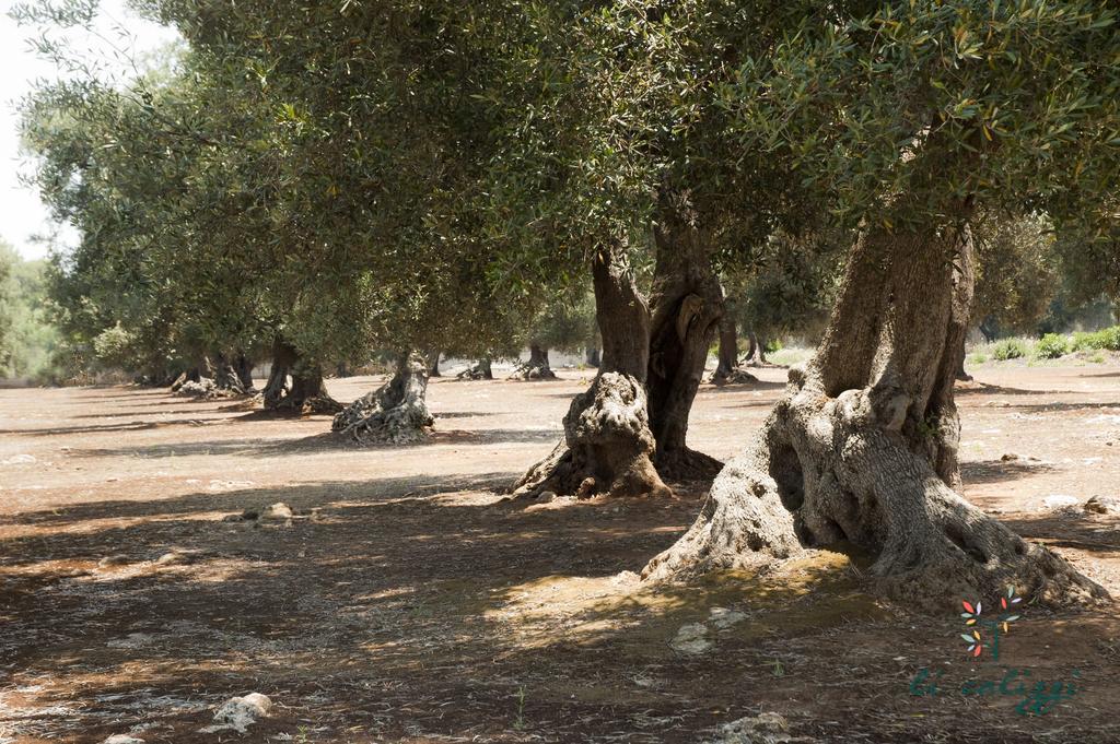 Agriturismo Li Calizzi Arte E Natura Novoli Luaran gambar